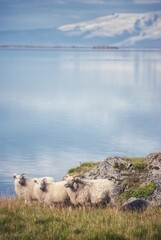 Icelandic sheeps in Stokksnes