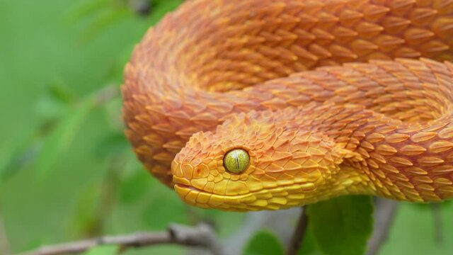 Venomous Bush Viper Snake Flicking Tongue 4K