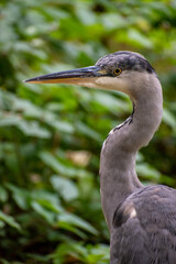 Close up of a grey heron
