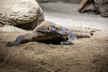 Close up of a komodo dragon