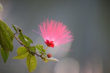 pink flower