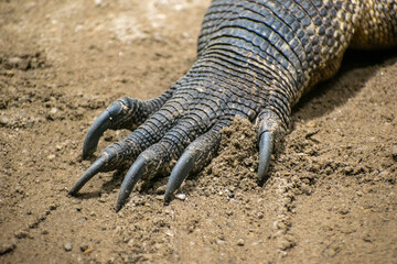 Close up of a komodo dragon