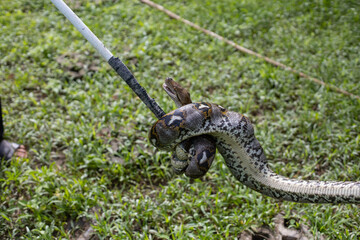 Small reticulated python (Python reticulatus) has just eaten chicken - 396647646