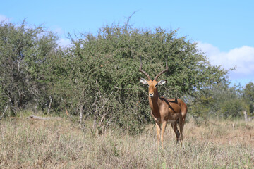 Schwarzfersenantilope / Impala / Aepyceros melampus
