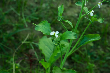 Obraz premium Radish plants and a great delicious vegetables