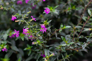 Tibouchina is a shrubs or trees and typically have purple flowers