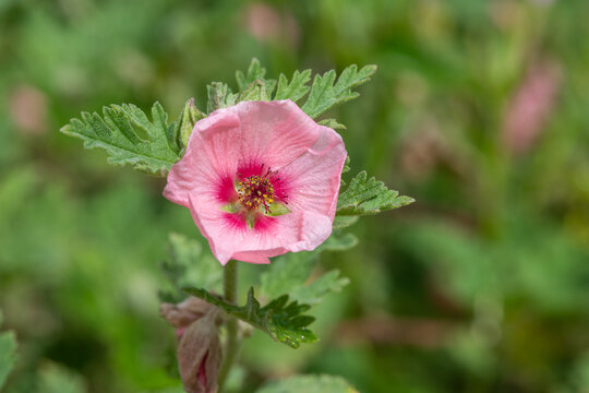 Close up of a Munros globemallow (sphaeralcea munroana) flower in bloom
