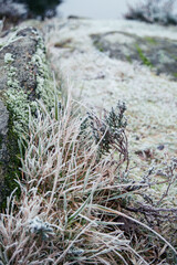 Winter season in scandinavia, frosen plants and grass, vertical