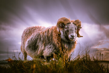 Sheep Ram with Beautiful Horns on a Hill
