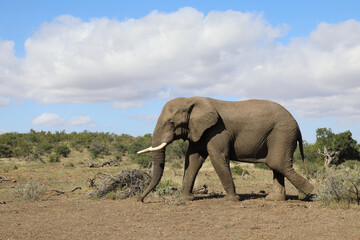 Afrikanischer Elefant / African elephant / Loxodonta africana