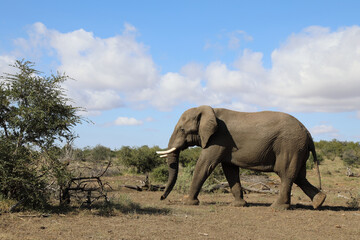 Afrikanischer Elefant / African elephant / Loxodonta africana