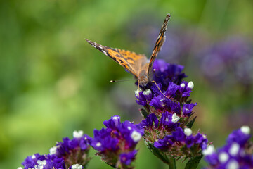 Vanessa cardui butterfly in purple flowers macro insect nature close up summer