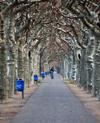 Biking through an alley of sycamores in Frankfurt am Main