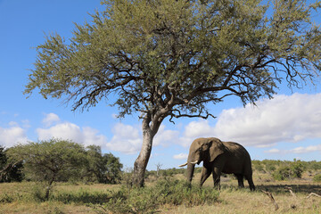 Fototapeta premium Afrikanischer Elefant / African elephant / Loxodonta africana