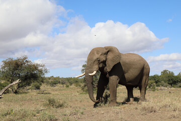 Obraz premium Afrikanischer Elefant / African elephant / Loxodonta africana