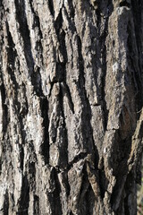 arbre foret vertical