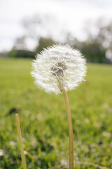Naklejka premium dandelion on the grass