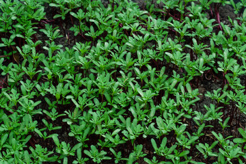 Planting Huge Marigold tree or Genda tree from seeds