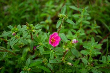 Nootka Rose The Rose Family Rosaceae Rosa Nutkana and the flowering plants