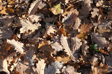 feuilles à terre en foret gros plan