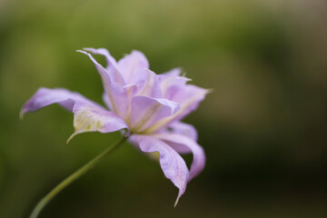 Elegant and delicate white clematis blooms against the background of soft greens. Filmed with a low depth of field.