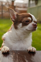 A sad Chihuahua dog put its front paws on a wooden bench. It's a fun scene.