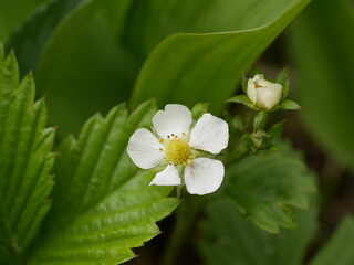 Small white flowers of forest strawberries in the forest against the background of leaves and grass on a sunny spring day.