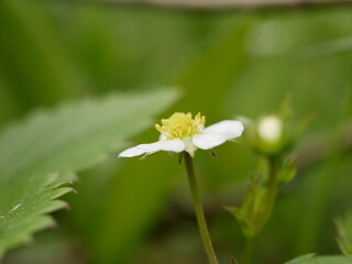 Small white flowers of forest strawberries in the forest against the background of leaves and grass on a sunny spring day.