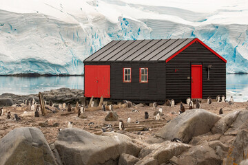 Wooden building and Gentoo penguins at the British Port Lockroy base with Glacier on background. Antarctica © Anton