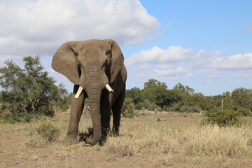 Obraz premium Afrikanischer Elefant / African elephant / Loxodonta africana