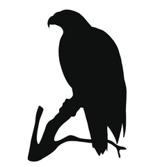 Icon of eagle silhouette. Black illustration of predatory bird
