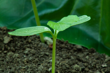 Growing a small green tree sprouted from gourd seeds