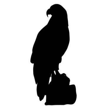 Icon of eagle silhouette. Black vector illustration of predatory bird
