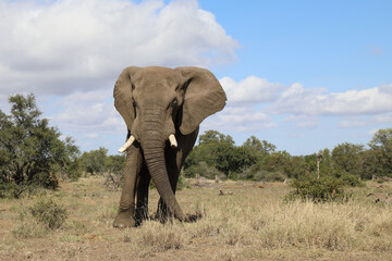 Obraz premium Afrikanischer Elefant / African elephant / Loxodonta africana