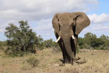Fototapeta premium Afrikanischer Elefant / African elephant / Loxodonta africana