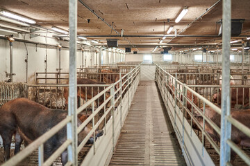 Pigs on farm. Pigs and farm