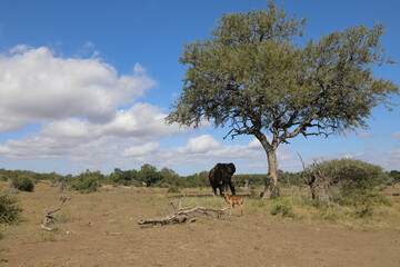 Fototapeta na wymiar Schwarzfersenantilope und Afrikanischer Elefant / Impala and African elephant / Aepyceros melampus et Loxodonta africana