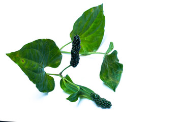 The Medicinal plants or Alnus cordata wild green hot or chili