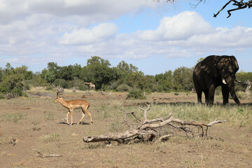 Schwarzfersenantilope und Afrikanischer Elefant / Impala and African elephant / Aepyceros melampus et Loxodonta africana