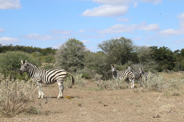 Steppenzebra / Burchell's zebra / Equus burchellii