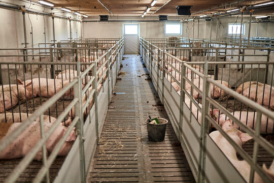 Pigs on farm. Pigs and farm
