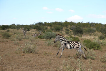 Fototapeta na wymiar Steppenzebra / Burchell's Zebra / Equus burchellii....