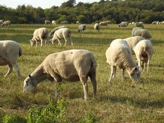 Naklejka na ściany i meble Sheep in a pasture with trees