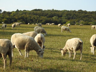 Obraz na płótnie Canvas Sheep in a pasture with trees