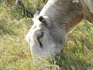 A sheep's head up close as it eats grass