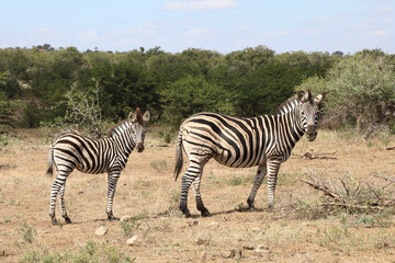 Obraz na płótnie Canvas Steppenzebra / Burchell's Zebra / Equus burchellii...
