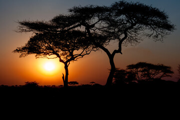 Acacia tree silhouetted at sunset in the Serengeti Park, Africa.