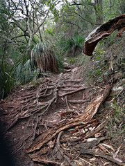 Beautiful view of a hiking trail in the national park, Crosslands Reserve, Berowra Valley National Park, Sydney, New South Wales, Australia