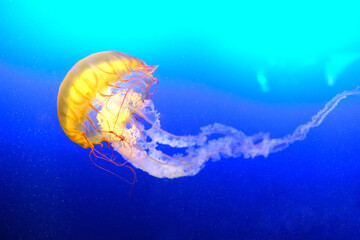 Jellyfish