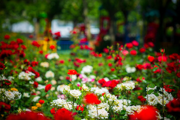 Beautiful colorful flowers in the garden summer view.